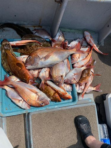 タイの釣果