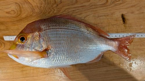 レンコダイの釣果