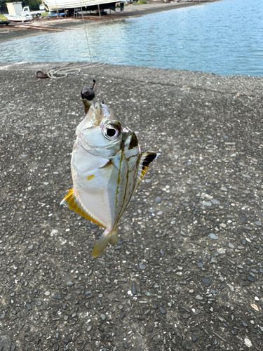 ヒイラギの釣果