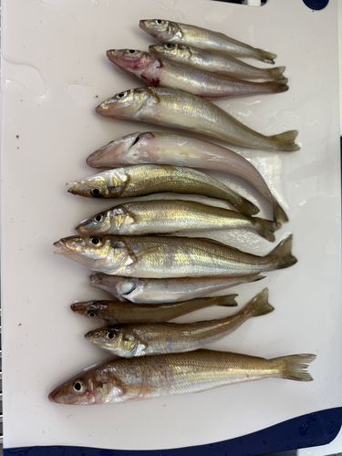 シロギスの釣果