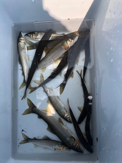 アユの釣果