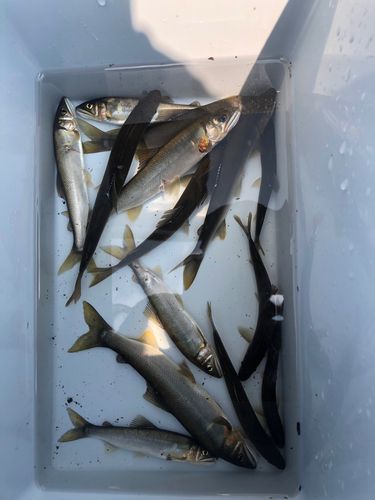 アユの釣果