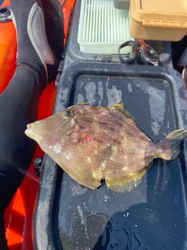 カワハギの釣果