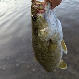 スモールマウスバス