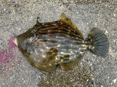カワハギの釣果