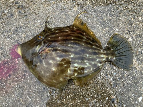 カワハギの釣果
