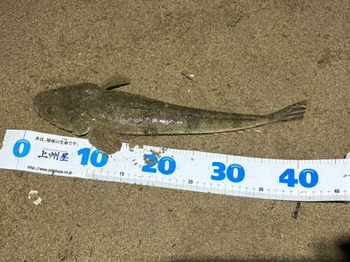 マゴチの釣果