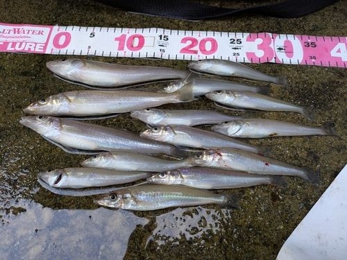 シロギスの釣果
