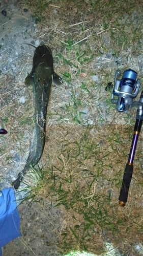 ニホンナマズの釣果