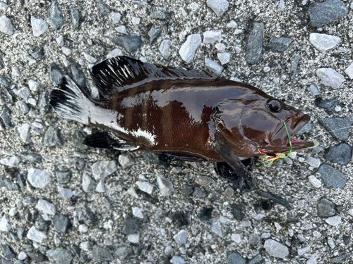 ヤミハタの釣果
