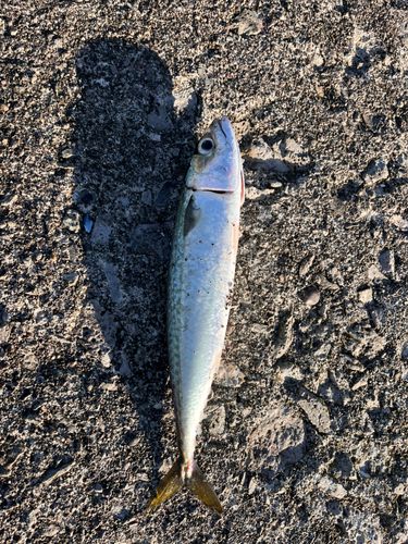 サバの釣果