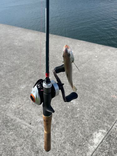 イシモチの釣果