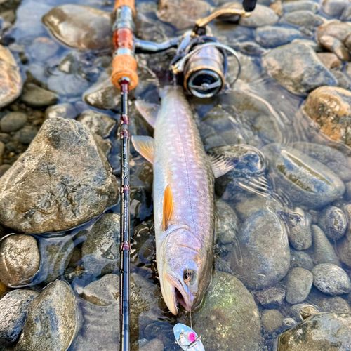 アメマスの釣果