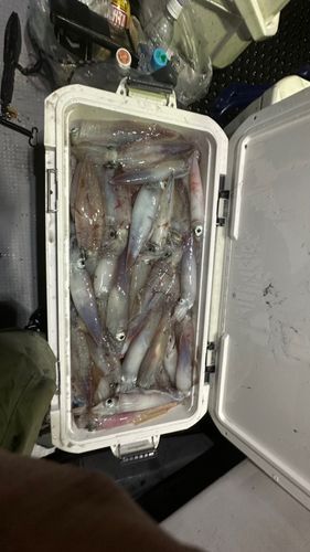 ケンサキイカの釣果