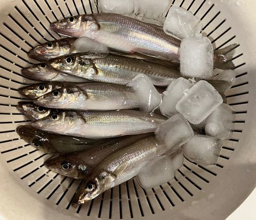 シロギスの釣果