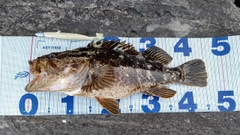 タケノコメバルの釣果