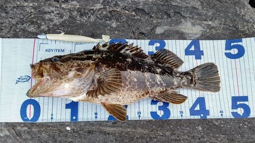 タケノコメバルの釣果