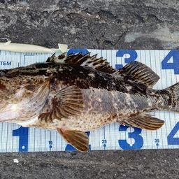 タケノコメバル