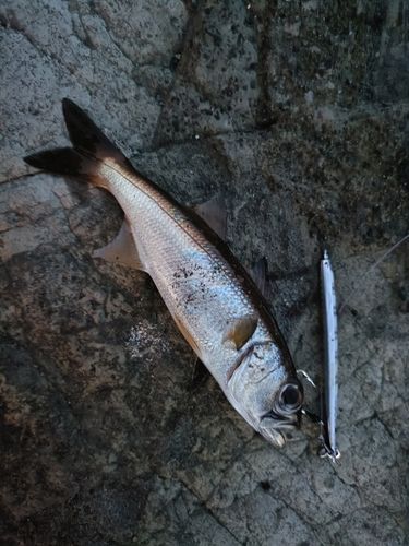 クロムツの釣果