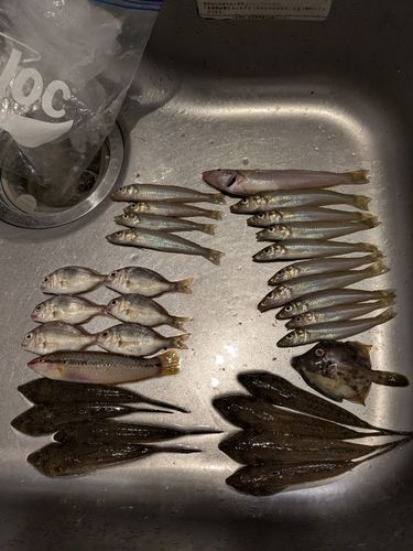 キスの釣果
