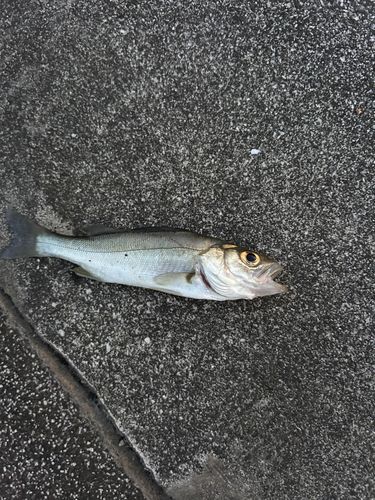 セイゴ(ヒラスズキ)の釣果