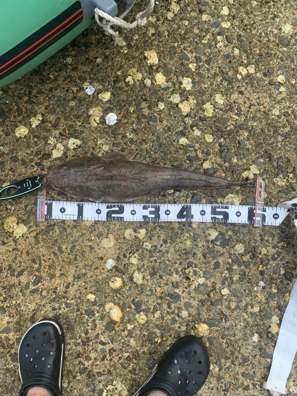 マゴチ
