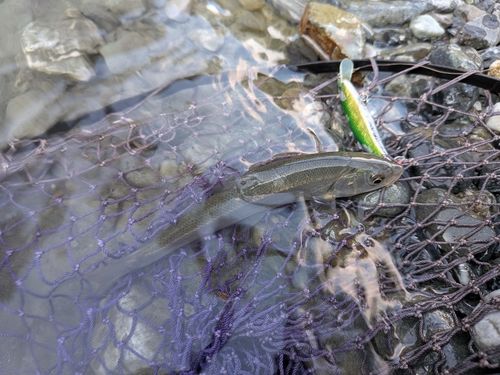 ウグイの釣果