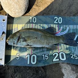 スモールマウスバス