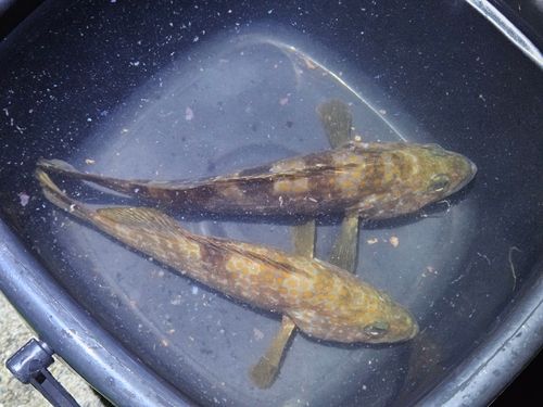 キジハタの釣果