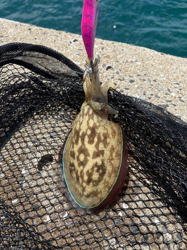 コウイカの釣果