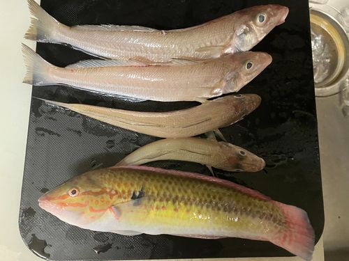 キスの釣果