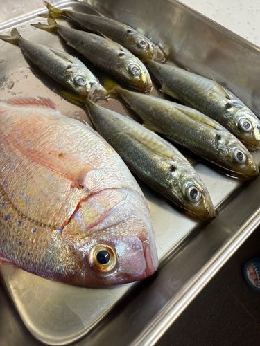マアジの釣果