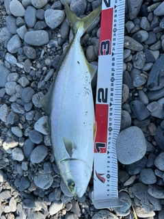 イナダの釣果