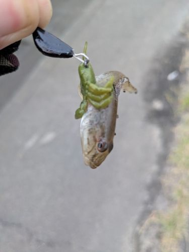 ハゼの釣果