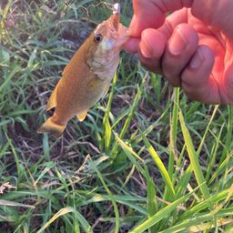 スモールマウスバス