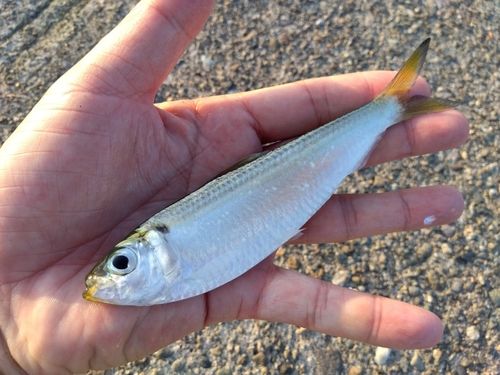 コノシロの釣果