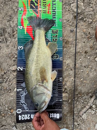 ブラックバスの釣果