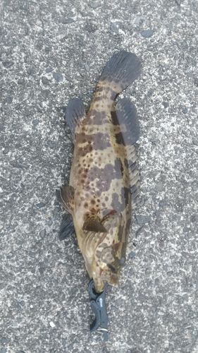 チャイロマルハタの釣果