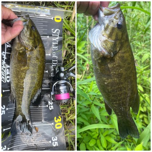 スモールマウスバスの釣果