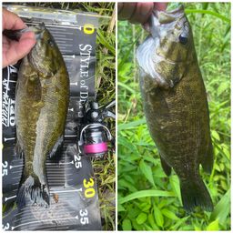 スモールマウスバス