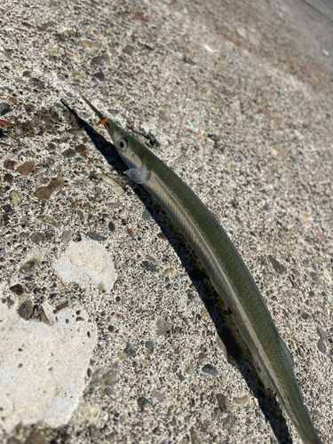 サヨリの釣果