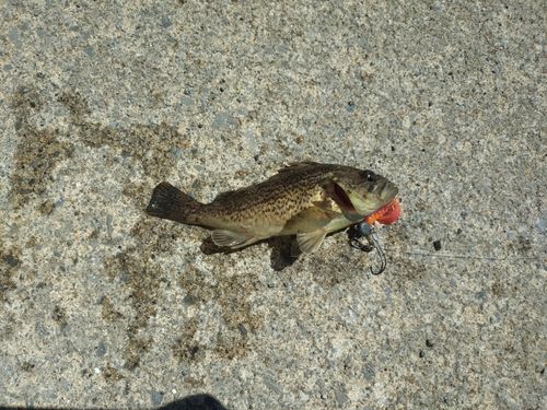 ソイの釣果