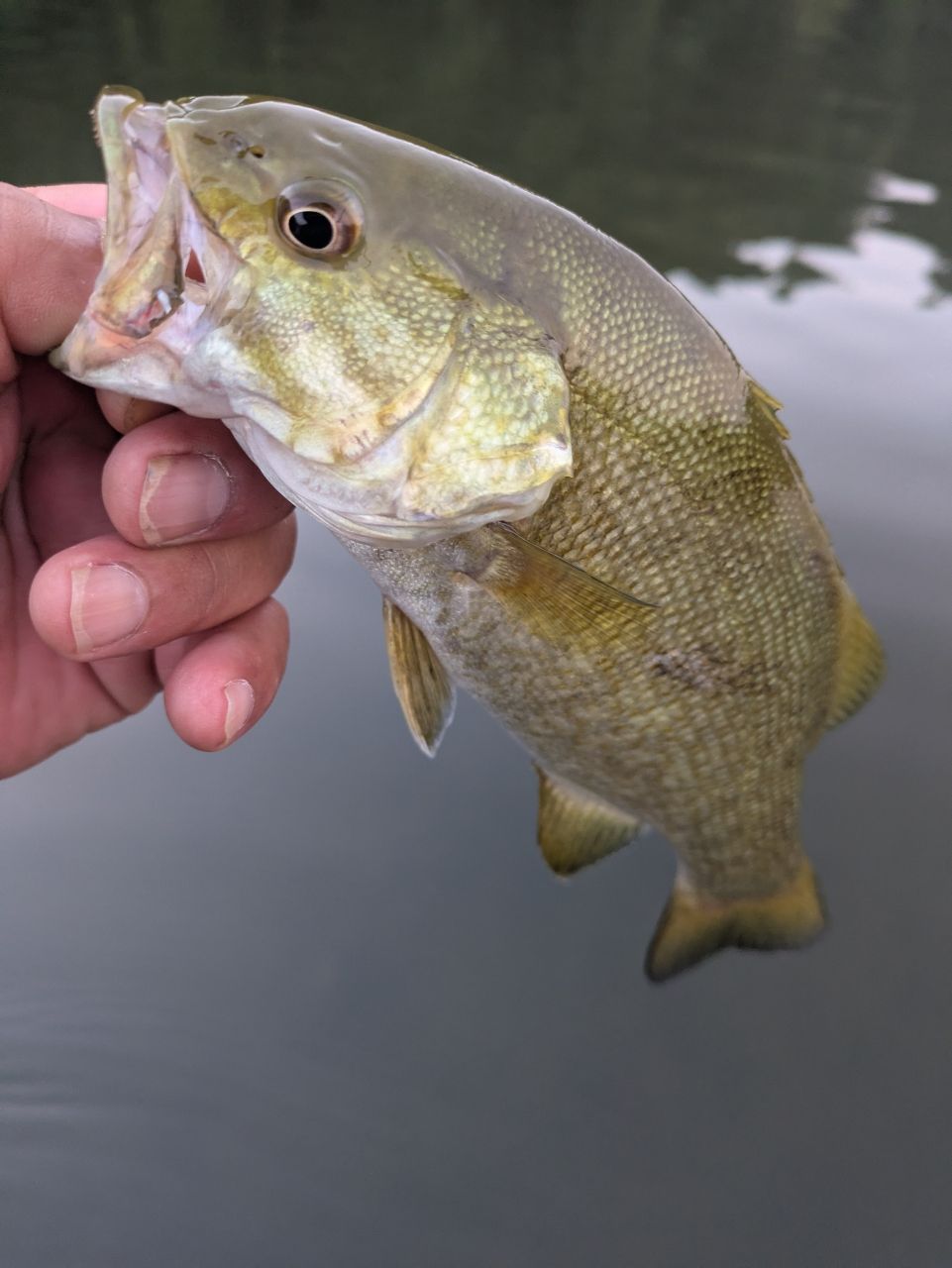 スモールマウスバス