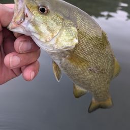 スモールマウスバス