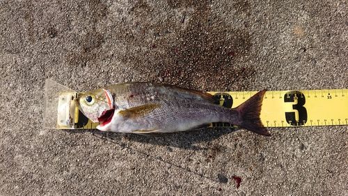 イサキの釣果