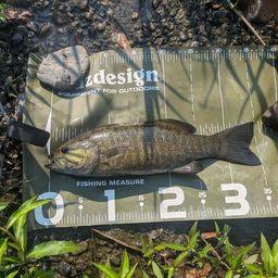 スモールマウスバス