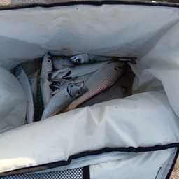 アジ