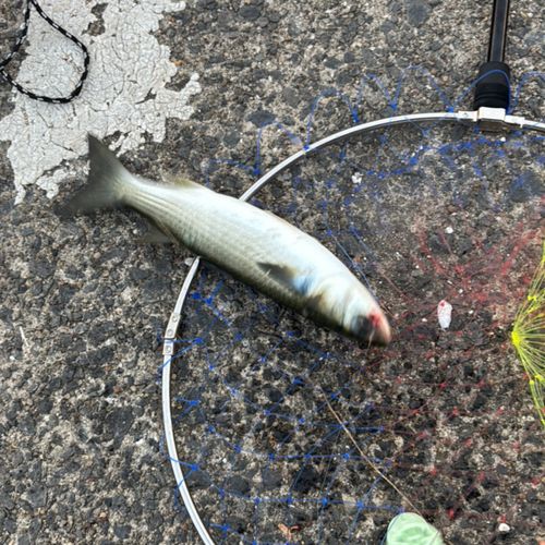 ボラの釣果