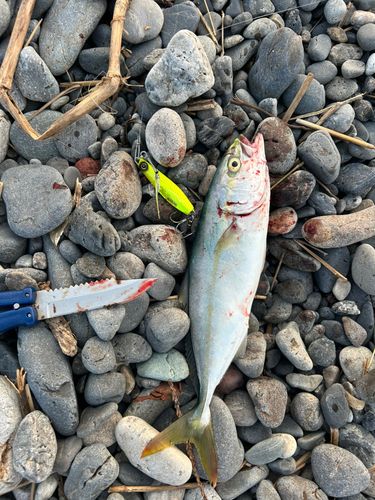 ワカシの釣果