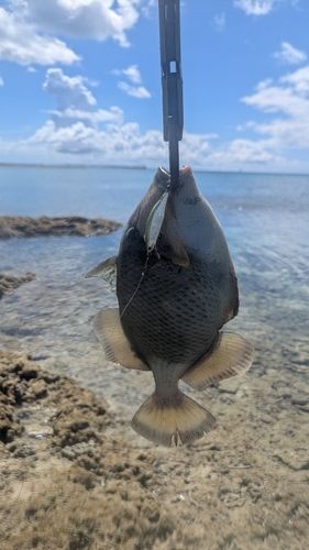 ゴマモンガラの釣果